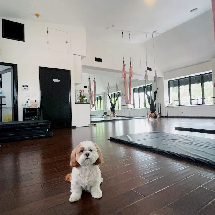 Dancing Kitty Yoga Studio Picture 2