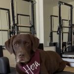 Hera Pilates LA