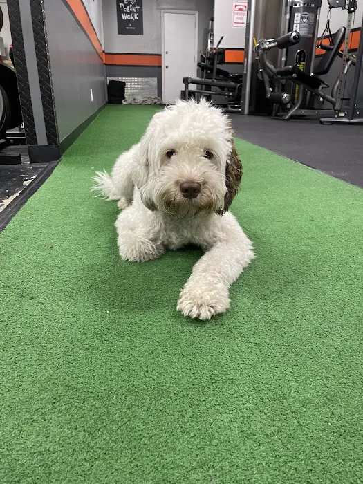 Game Time Strength GTS - Redondo Beach Picture 6