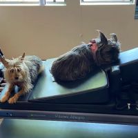 Full Body Pilates & Movement Therapy ico