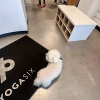 YogaSix Pasadena ico