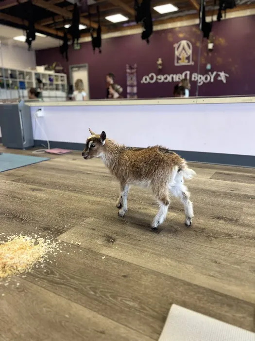 The Yoga Dance Co Picture 2