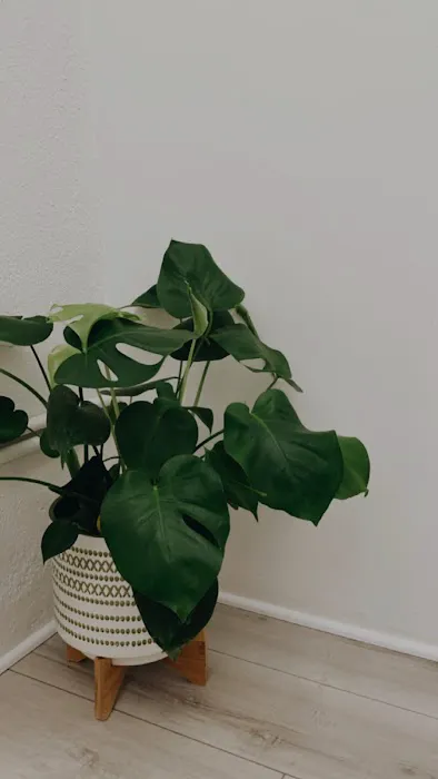 The Holō Collective Picture 5