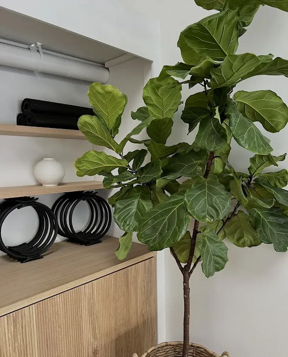 Sol Studio Picture 3