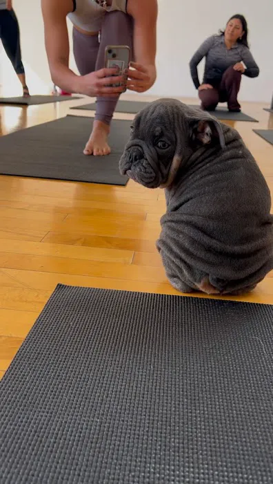 Puppy Sphere | Puppy Yoga (Los Angeles) Picture 1