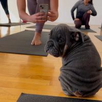 Puppy Sphere | Puppy Yoga (Los Angeles) ico