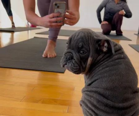 Puppy Sphere | Puppy Yoga (Los Angeles)