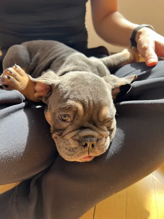 Puppy Sphere | Puppy Yoga (Los Angeles) Picture 5