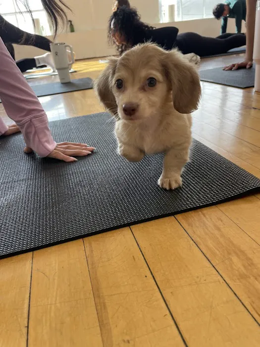 Puppy Sphere | Puppy Yoga (Los Angeles) Picture 9