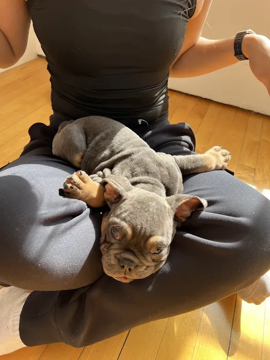 Puppy Sphere | Puppy Yoga (Los Angeles) Picture 8