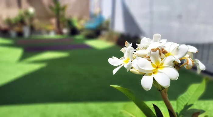 Light On Lotus Picture 1