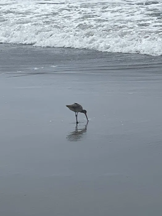 Beach Yoga Life Picture 2