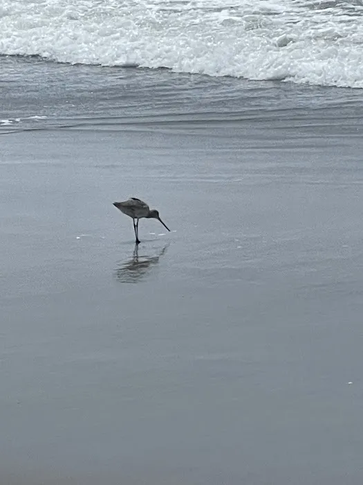 Beach Yoga Life Picture 5