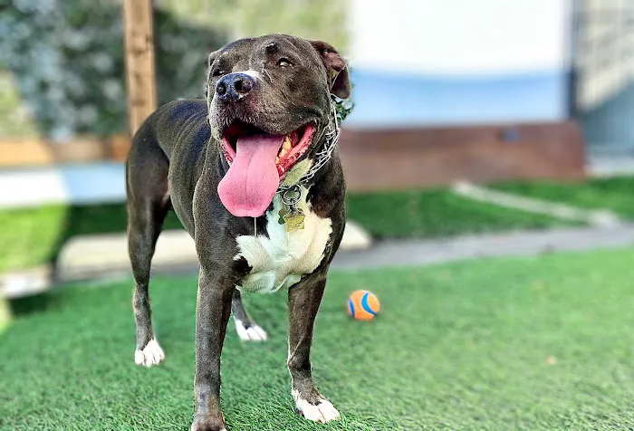 Blue Republic CrossFit Gym Picture 5