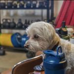 West LA Athletics home of Do More CrossFit