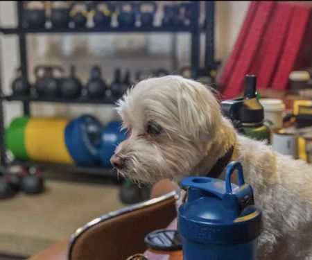 West LA Athletics home of Do More CrossFit