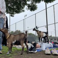 Laughing Frog Yoga ico