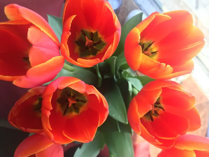 Santa Monica Yoga Picture 9