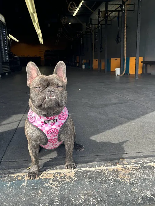 High Voltage Fitness Picture 6