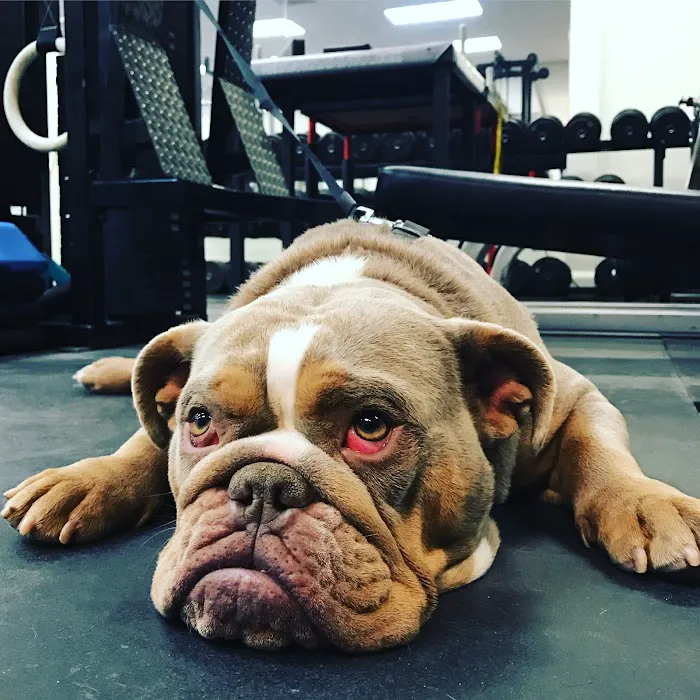 Mendy's Gym - Gym, Personal training, Nutrition Picture 9