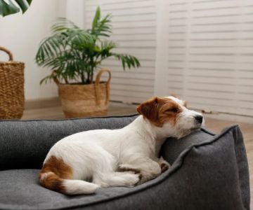 How to Teach Pets to Sleep on Their Own Bed
